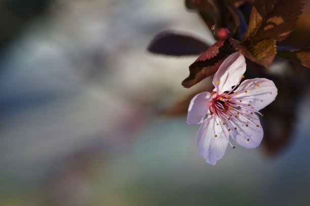 红樱花花