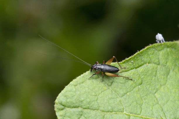 katydid