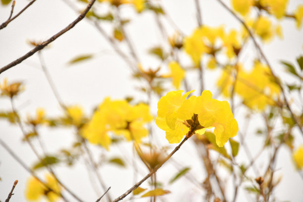 花朵地毯