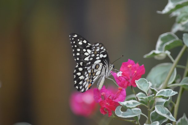 danaus