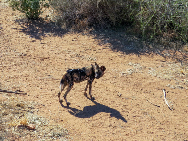 非洲野狗