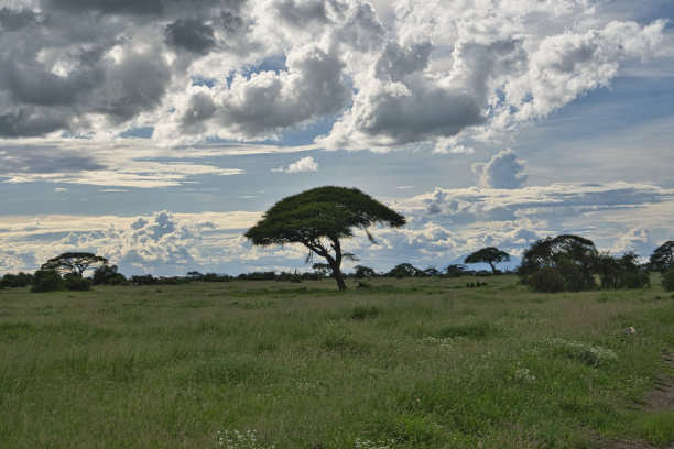 savanna