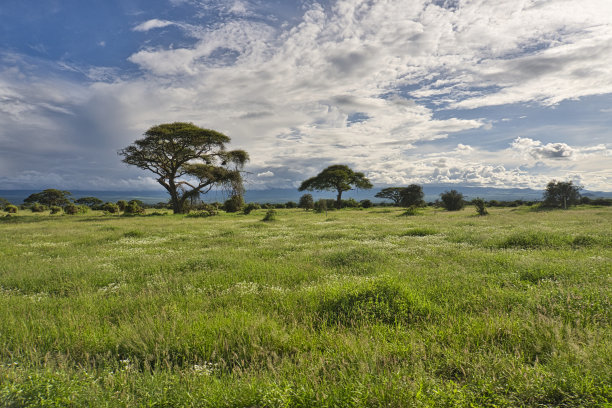 savanna