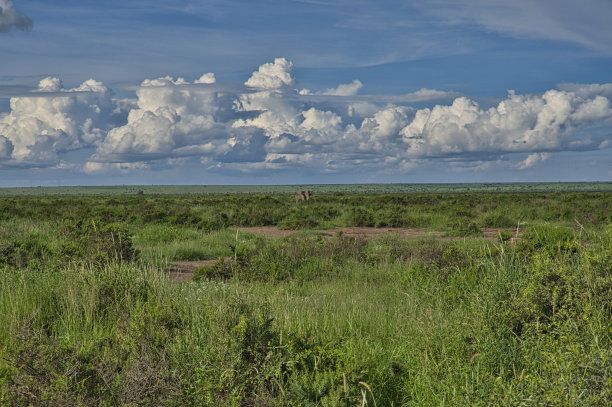 savanna