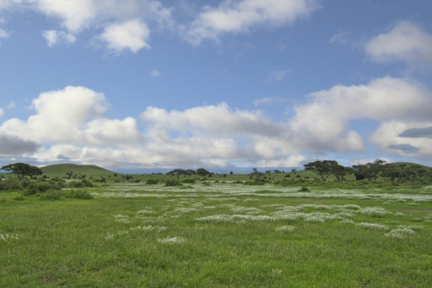 savanna