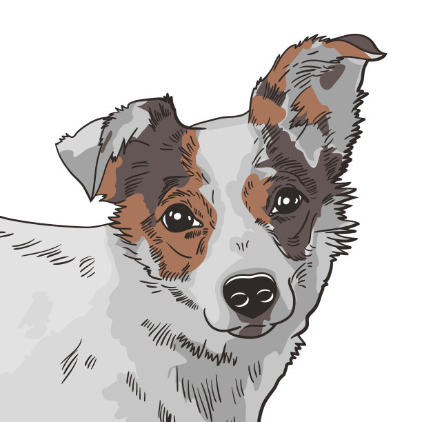狗狗插画
