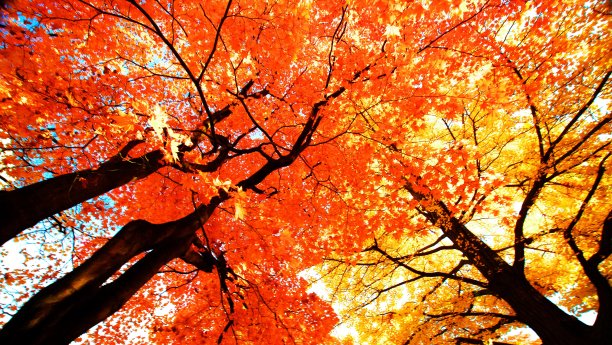 枫树林红叶林在秋天