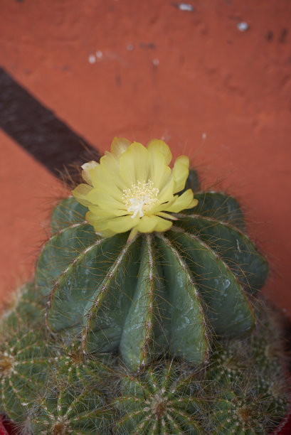 仙人掌开花