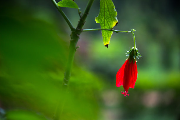 芙蓉树