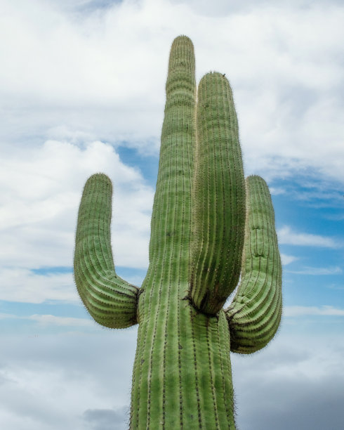 ocotillo