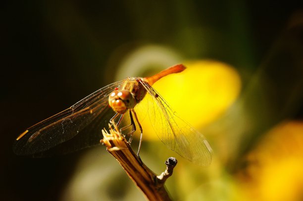 高清蜻蜓摄影