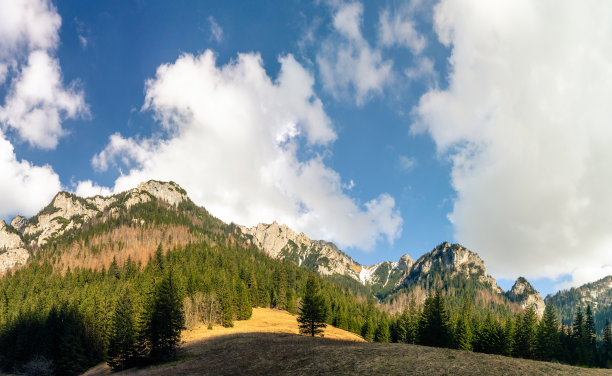 高山脉树林