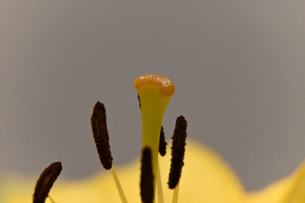 stamens