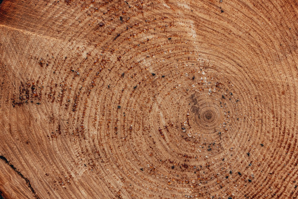 木纹,树干剖面纹理