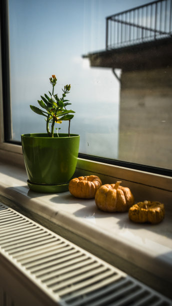 窗外阳台上的花卉