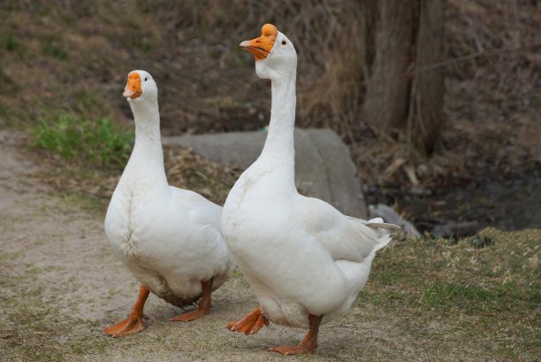 goose