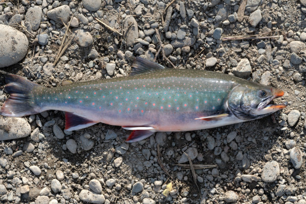 salvelinus