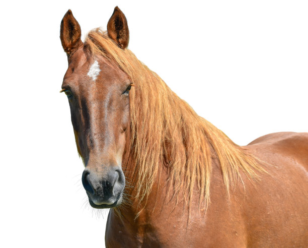 equus