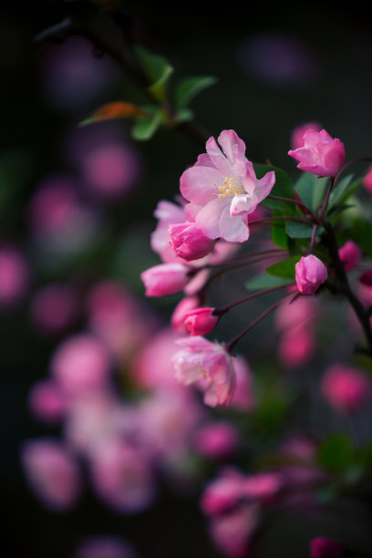 桃花背景图