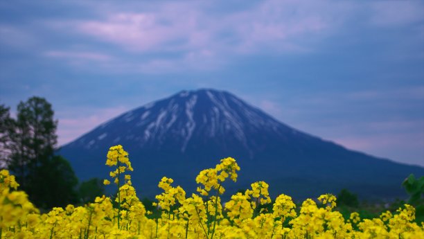 石楠花