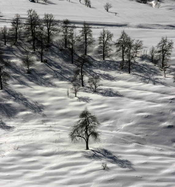 冬天的树冬天的树枝