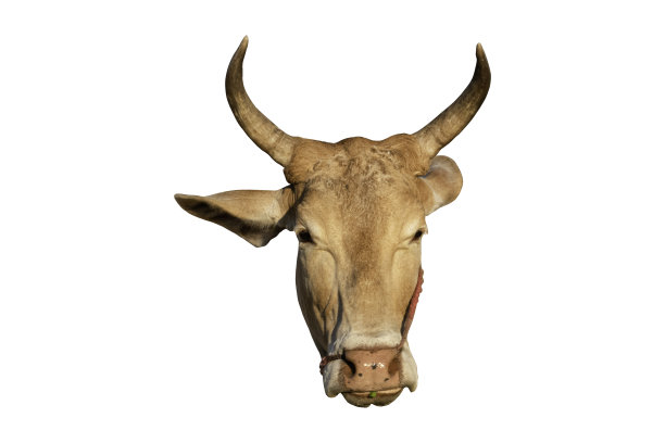 horned