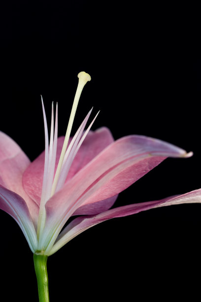 花朵花瓣花蕊百合科