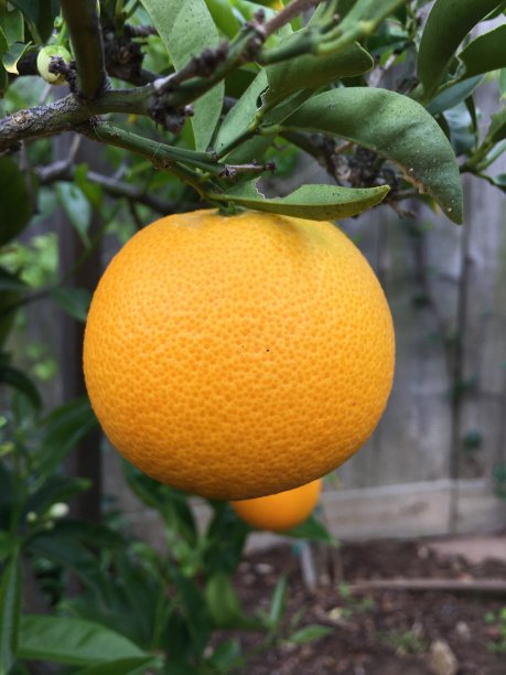 水果橘子特写背景