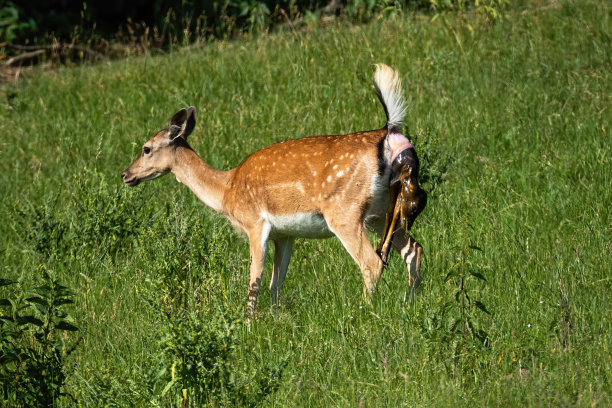 doe