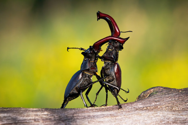 beetles