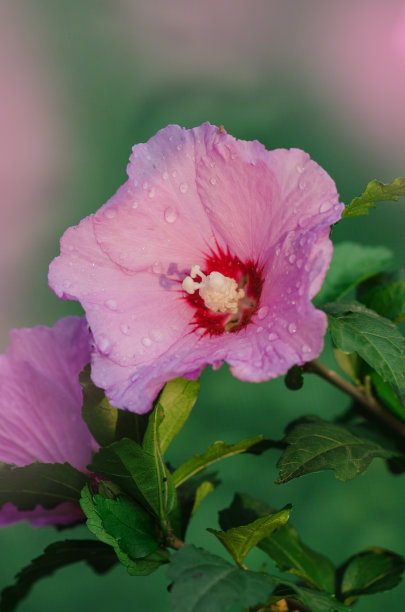红色月季花