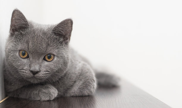 英短蓝猫宠物猫
