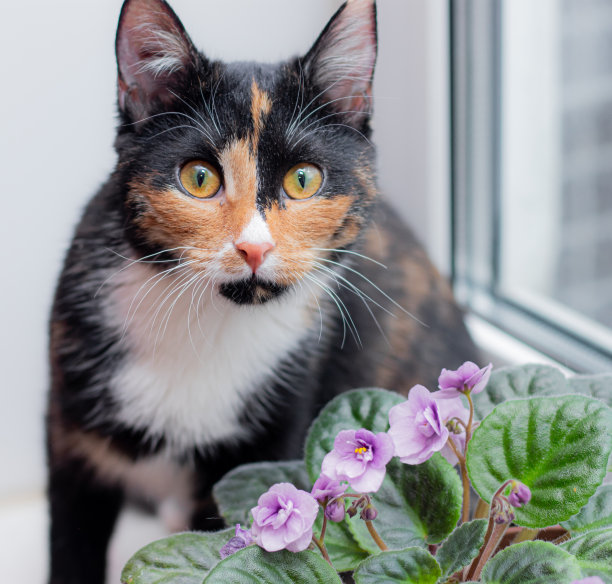 窗户鲜花小猫咪