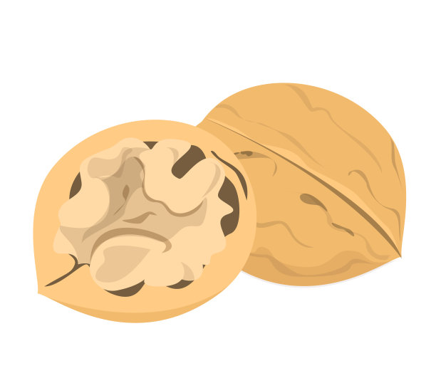 核桃插画