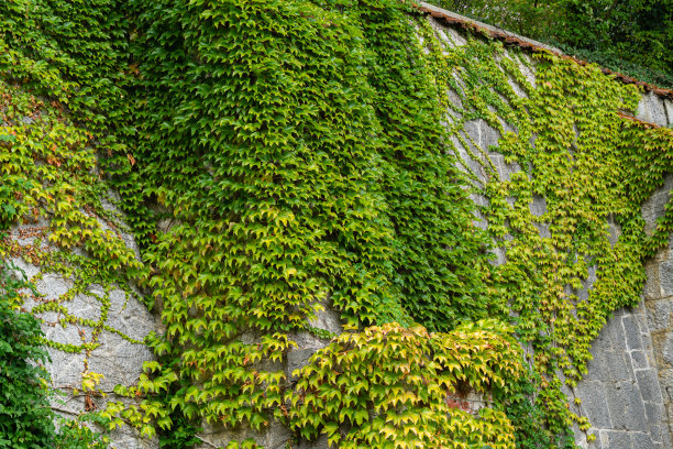宫墙与绿植