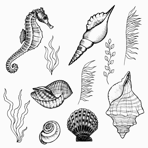 卡通贝壳海螺