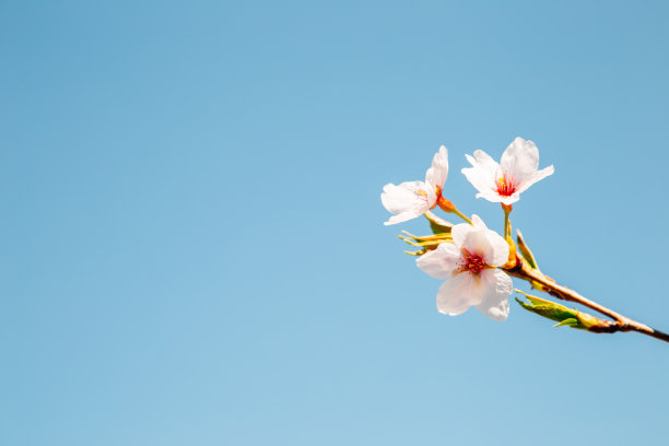 蓝天下的白色樱花摄影
