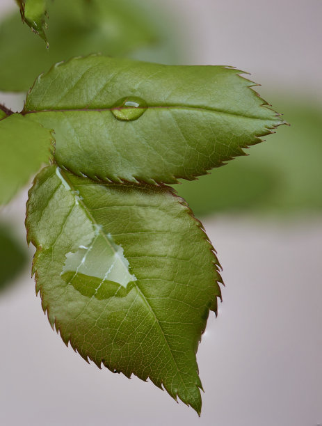 谷雨雨水