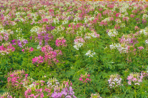 cleome