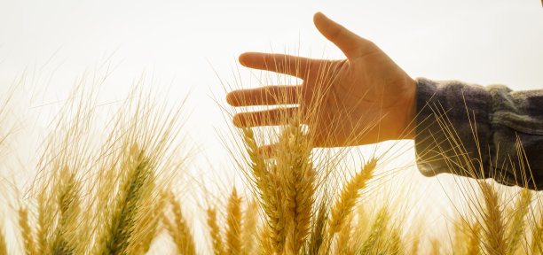 农业,大麦,自然界的状态
