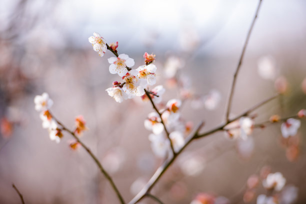 粉色5月