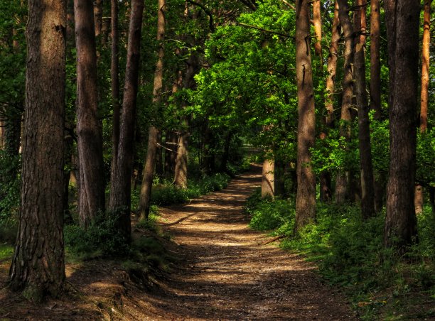 woods
