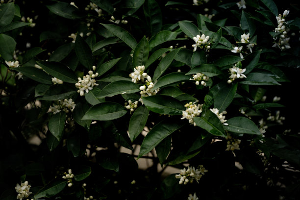 鲜橙茉莉