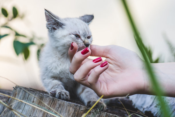 蓝白短毛猫