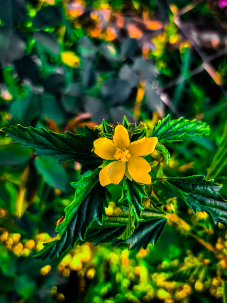 季节,彩色背景,红色