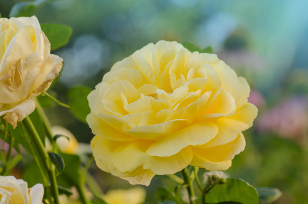 一束黄玫瑰插花美丽