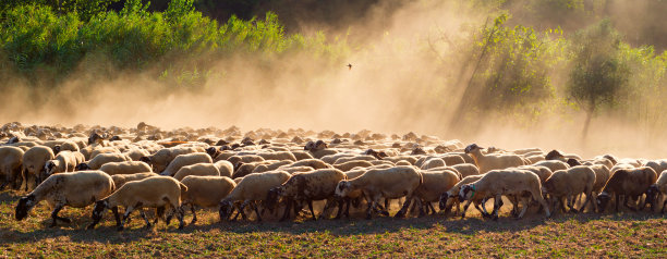 草地上的绵羊