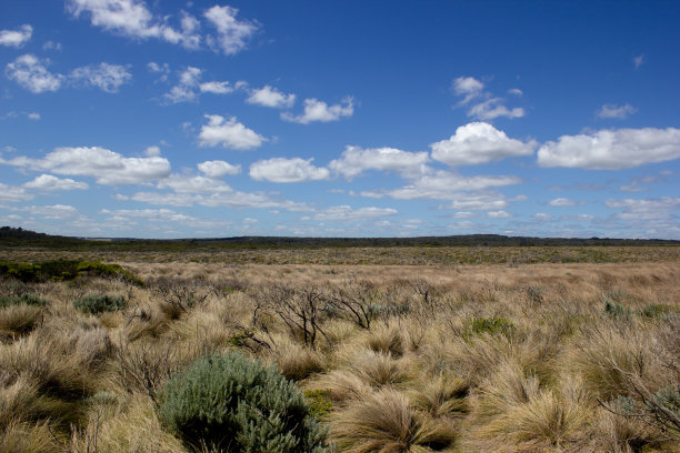 bushveld