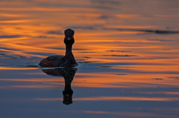 夕阳下的湖面候鸟