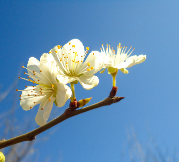 春天阳光下蓝天中的樱花特写